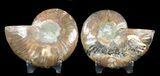 Sliced Fossil Ammonite Pair - Agatized #46513-1